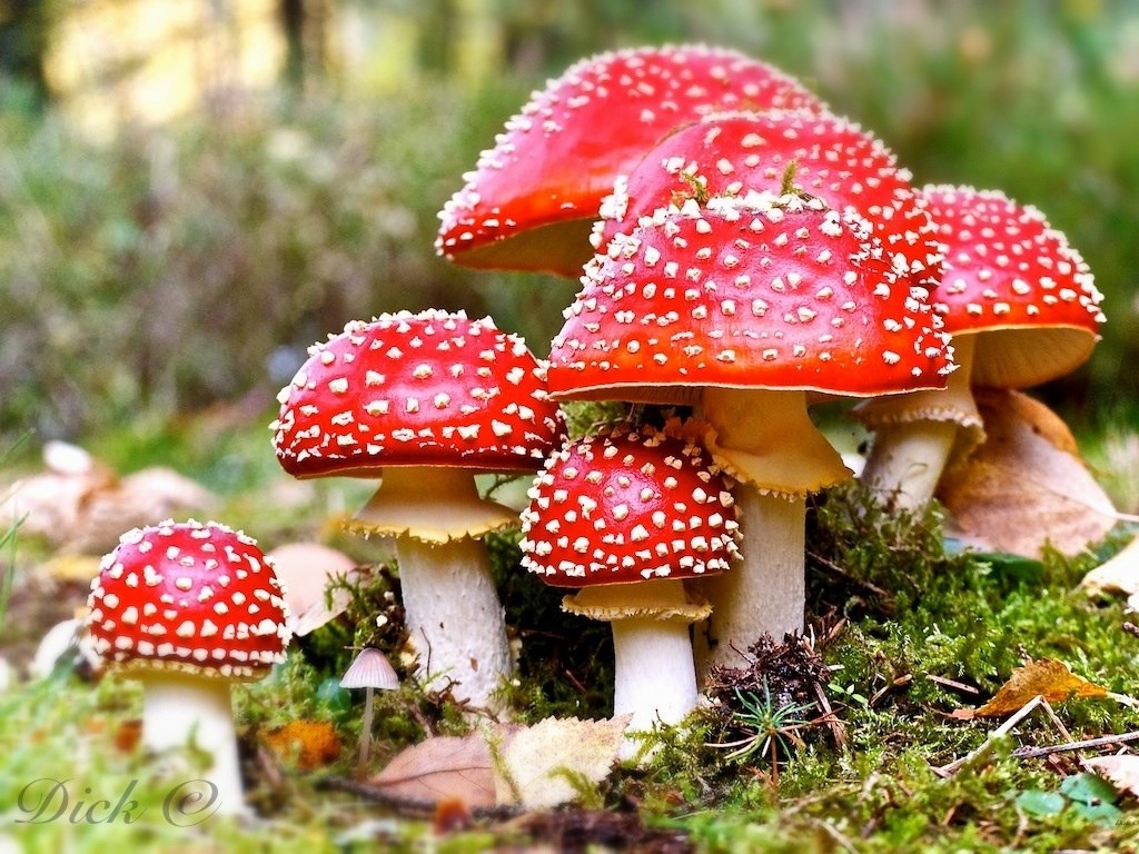 Amanita Muscaria