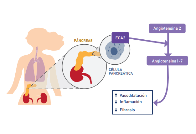 Cómo funciona la ECA2