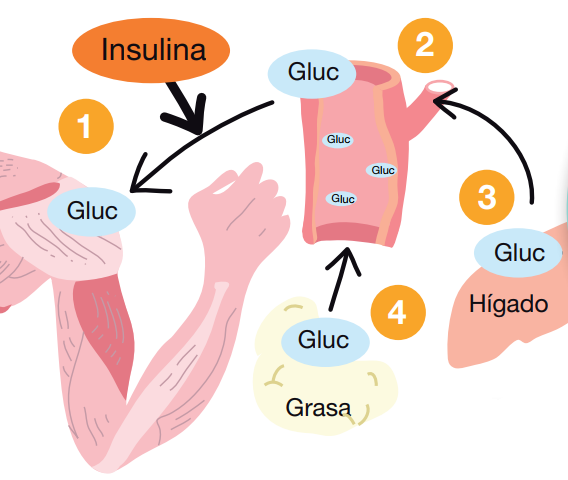 Actividad física y diabetes