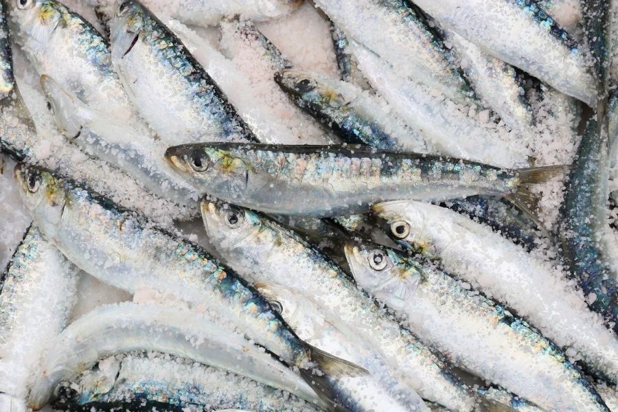 La sardina y el pescado azul en general, son ricos en vitamina D