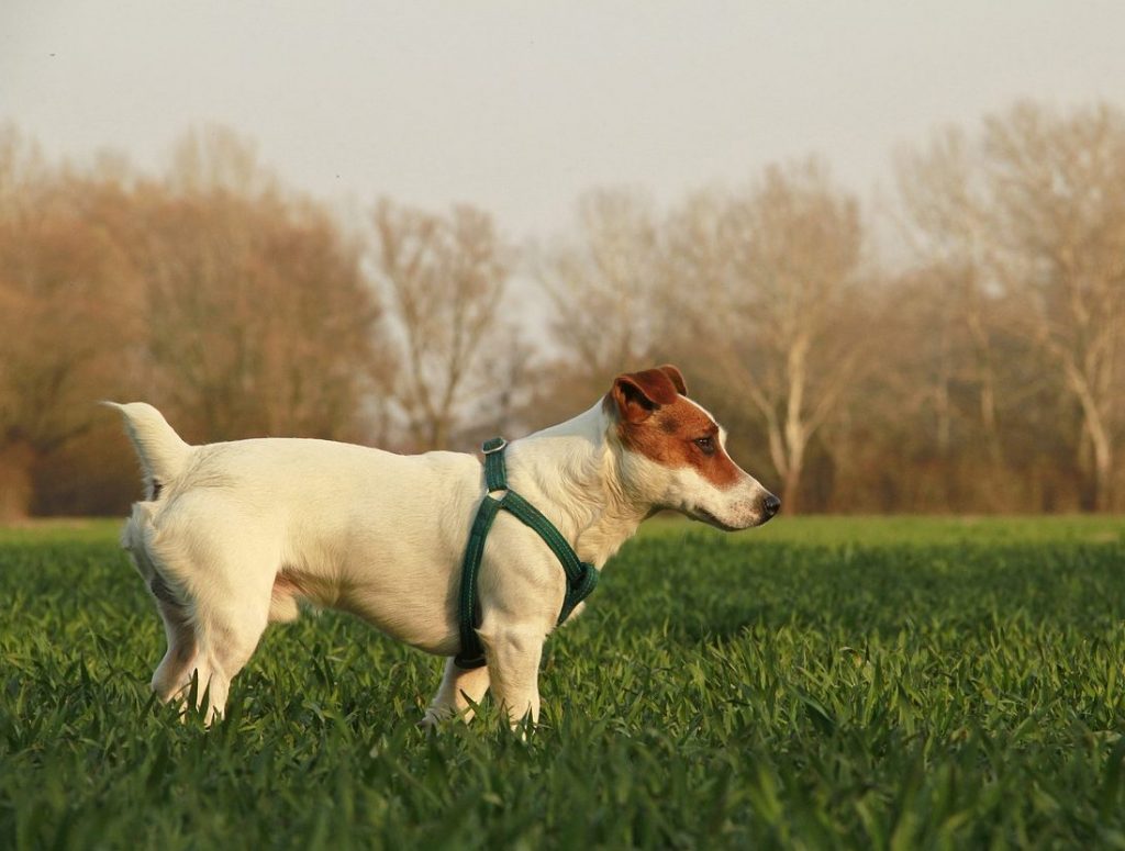 Jack Russell perro de asistencia