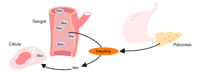 Efecto de la insulina en personas con diabetes