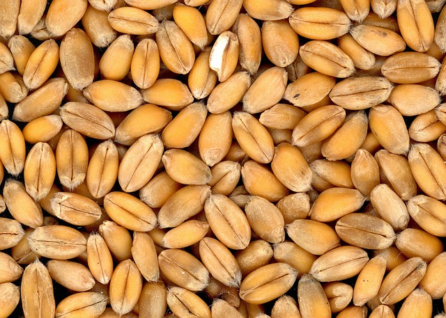 Cereales de grano completo son muy nutritivos