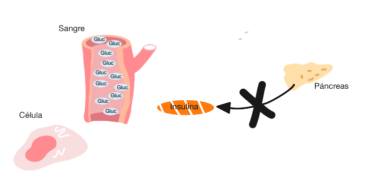 Efecto de la insulina en personas con diabetes