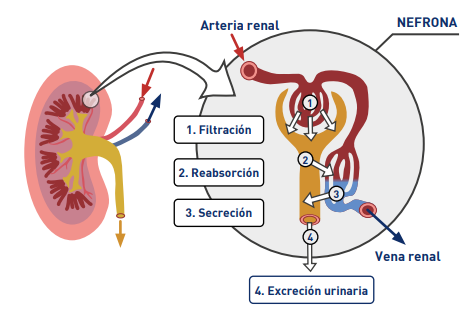 Función renal