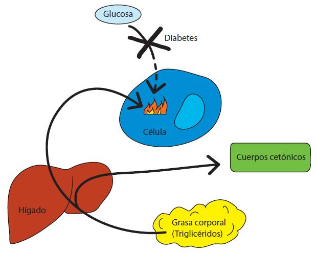 Proceso de generación de los cuerpos cetónicos