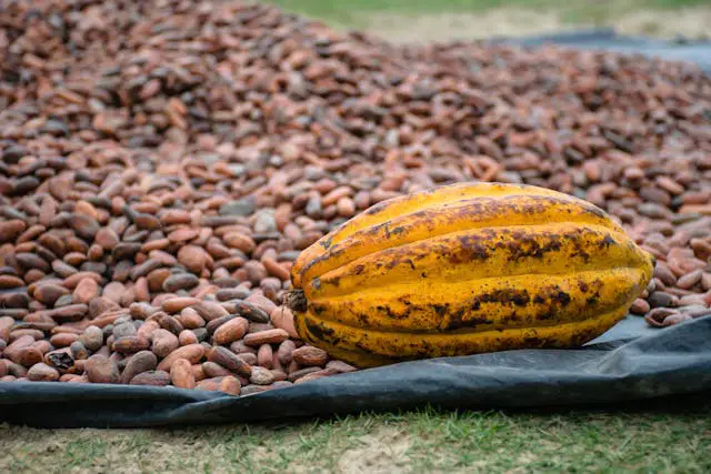 Vaina de cacao madura rodeada de granos de cacao secos durante el proceso de producción artesanal del chocolate