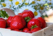 Primavera es época de fresas, beneficios y recetas para inspirarte