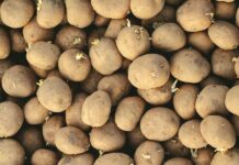 Las patatas son fuente de almidón