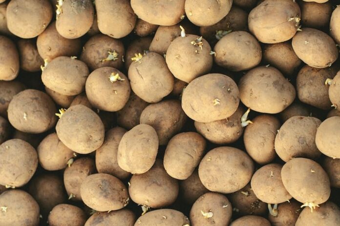 Las patatas son fuente de almidón