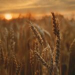 Campd de trigo al atardecer.