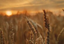 Campd de trigo al atardecer.