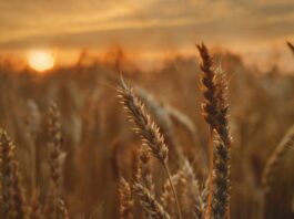 Campd de trigo al atardecer.