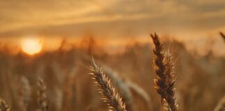 Campd de trigo al atardecer.