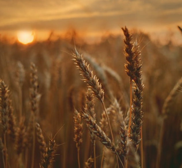 La verdad detrás de los diferentes formas de preparar al trigo Campd de trigo al atardecer.