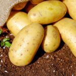Patatas en la tierra