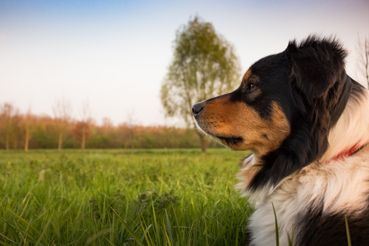 Perros de asistencia para la detección de hipoglucemias