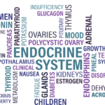 Sistema endocrino