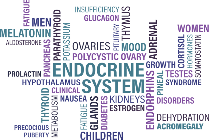 Sistema endocrino