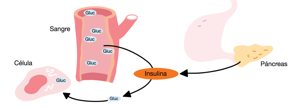 Suplementos de reducción de células grasas para la diabetes
